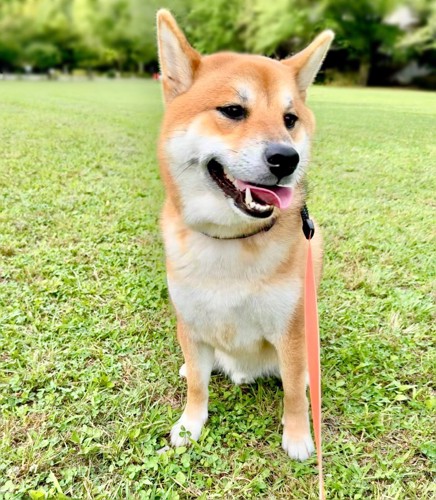 ニコニコ