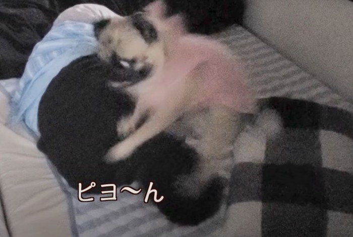 ジャンプする犬