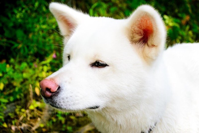 真顔でキメ顔の秋田犬