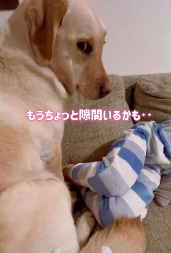 狭そうなダッフィーちゃん