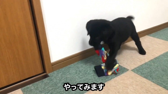 靴下で遊ぶムニくん7