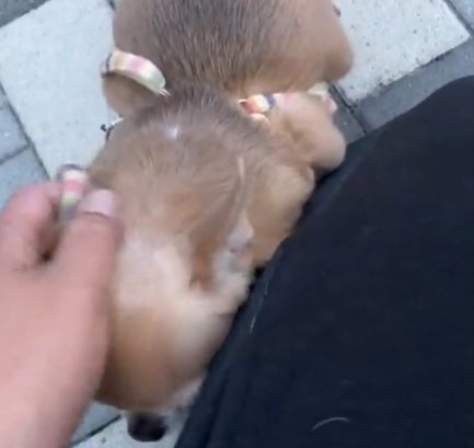 しょんぼり