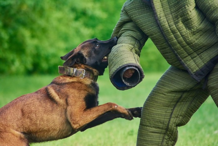 訓練で噛みつく犬