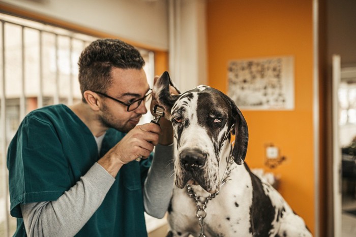 耳の診察を受ける犬