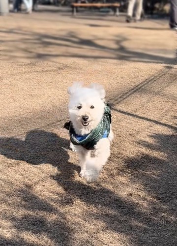 笑顔で駆け寄ってくる犬