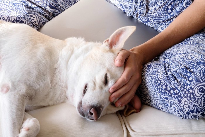 寝ているのに頭を触られて不快な白犬