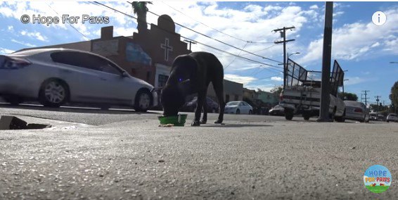 ボウルから水を飲む