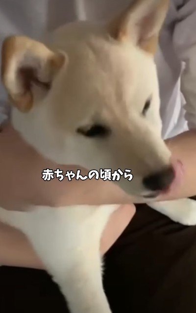 豆柴のはるちゃん