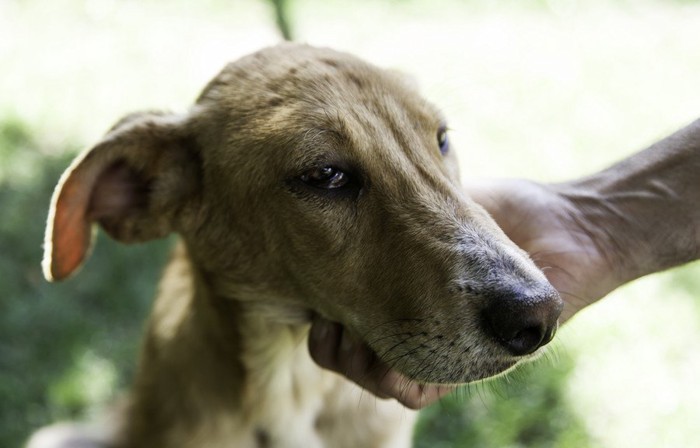 人の手が添えられた悲しげな顔の犬