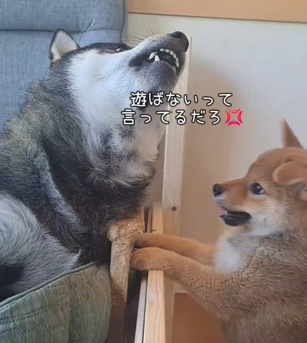 くうちゃんと遊びたいくまごろう君