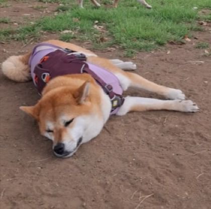 まさかの爆睡！？