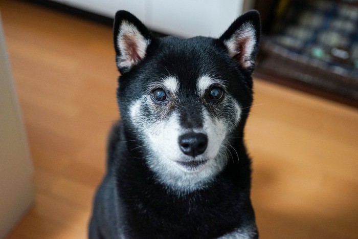 顔回りが白い、黒柴の老犬