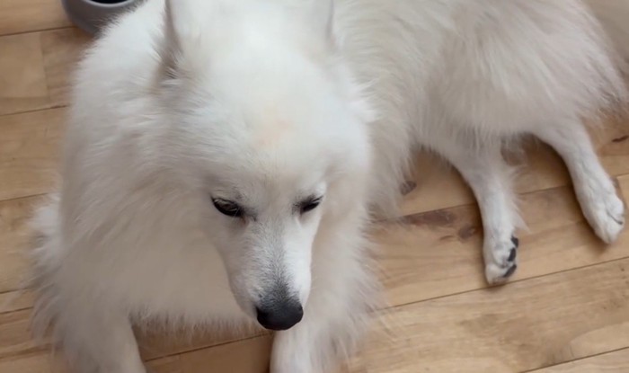 真上から見るとキツネさんに!