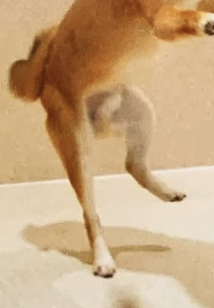 片足を上げて立つ犬