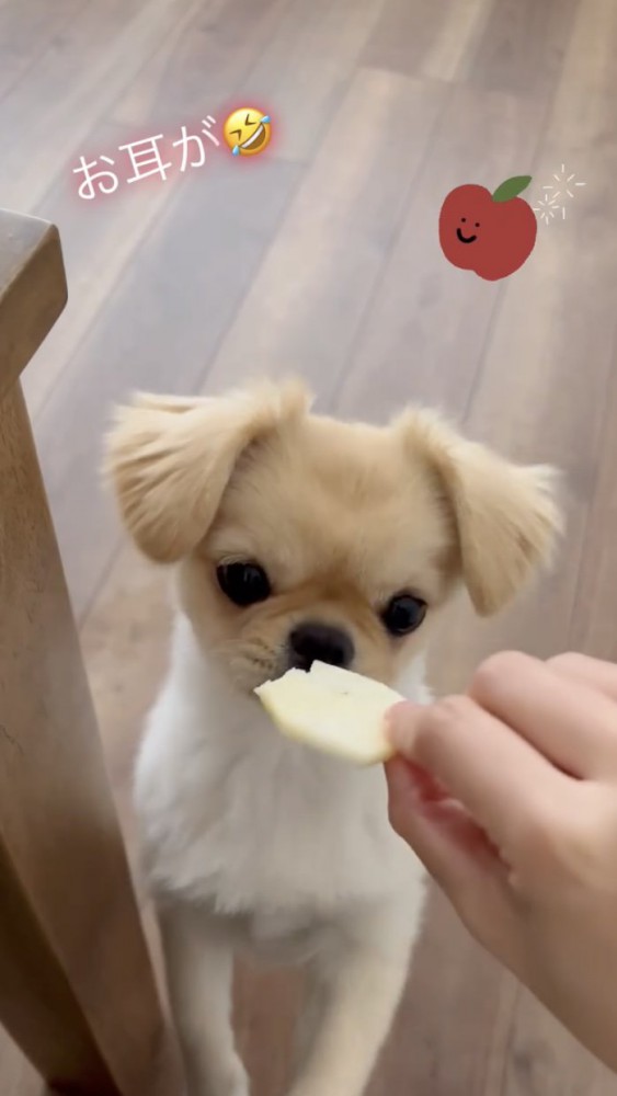 リンゴを食べようとする犬