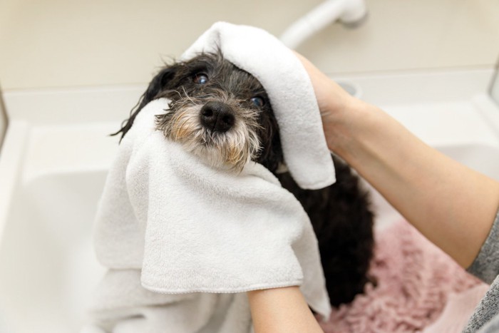 シャンプー後の犬