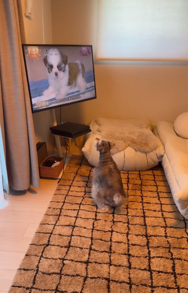 さらにテレビへ近づく犬
