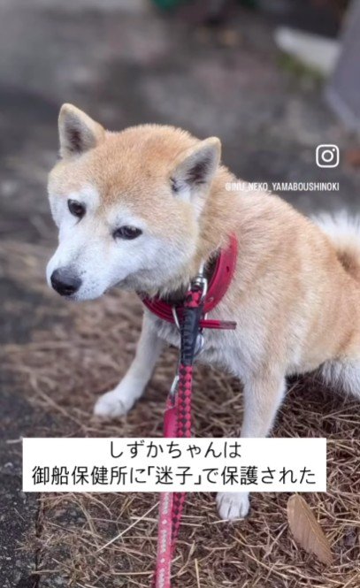 迷子犬として保護された