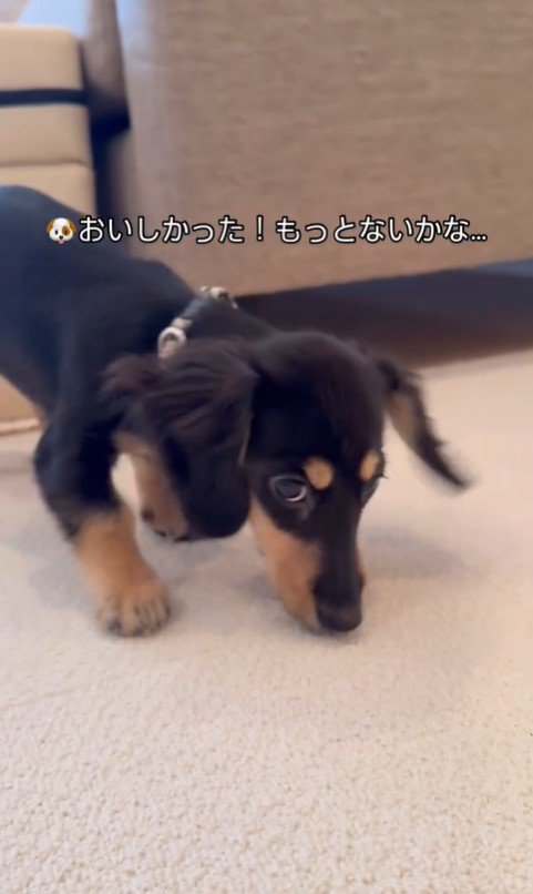 動物病院にきたこむぎちゃん⑩