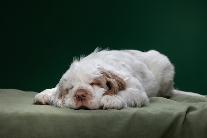 敷物の上で伏せて眠るクランバー・スパニエルの子犬