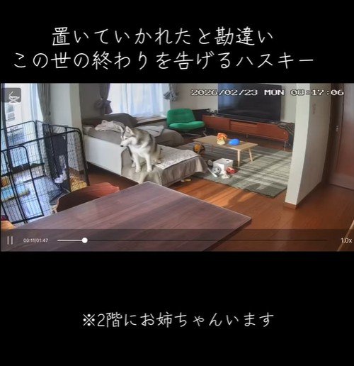 お留守番中のリンリンちゃん