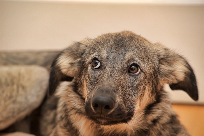 耳を伏せている犬