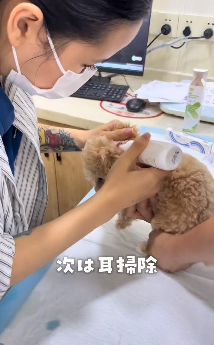 耳に薬を入れられるこむぎくん
