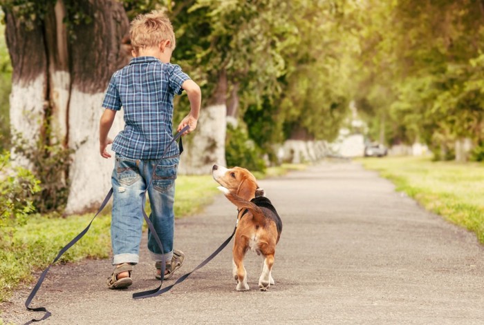 男の子とビーグル犬