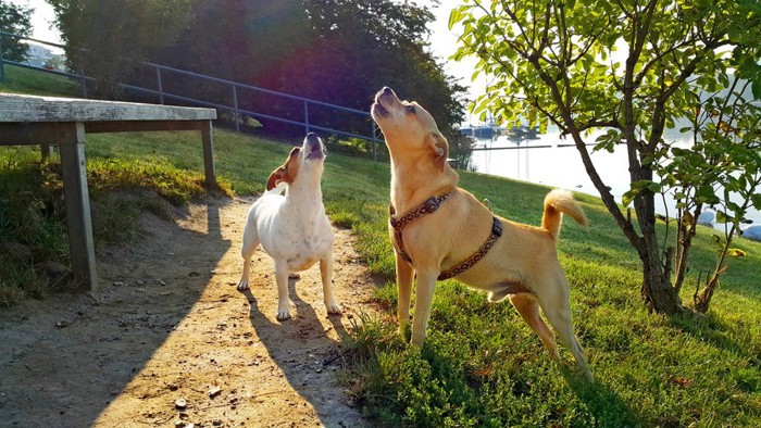 鳴く二匹の犬