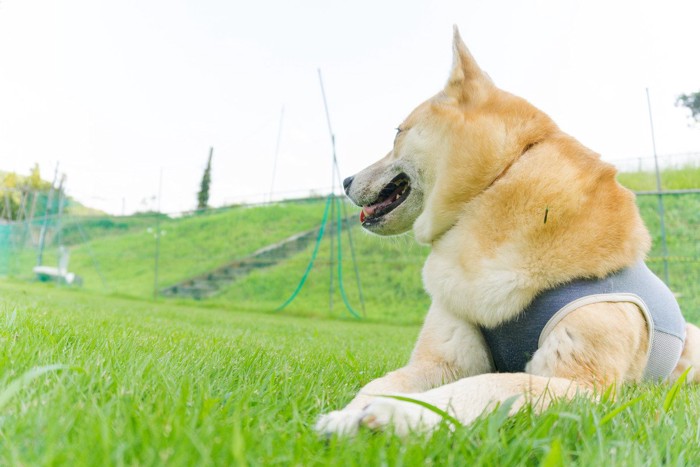 野原に伏せて休む犬