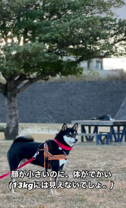 逞しいわんこに成長！