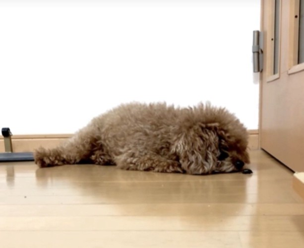 伏せて虫を見る犬