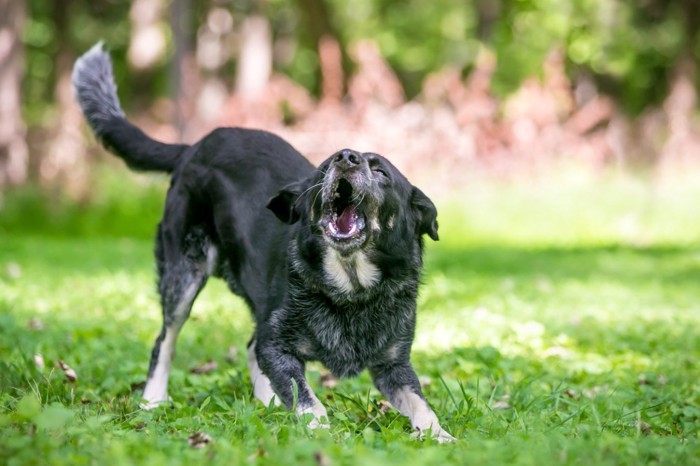 楽しそうに遊ぶ犬