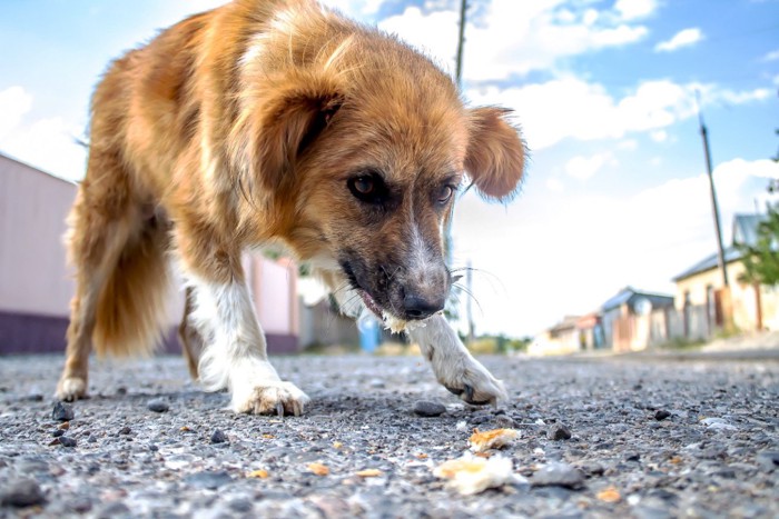 路上でパンを食べている野良犬