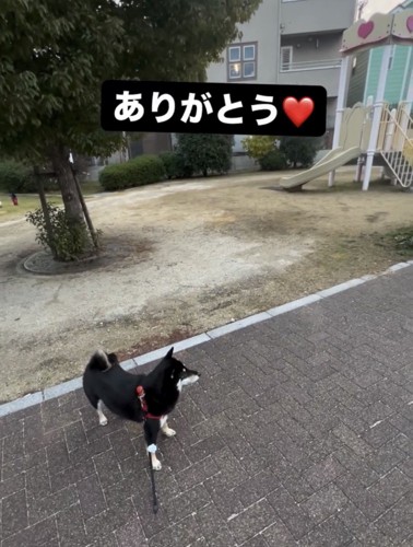 公園の前でたたずむ犬