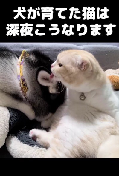 念入りに毛づくろい