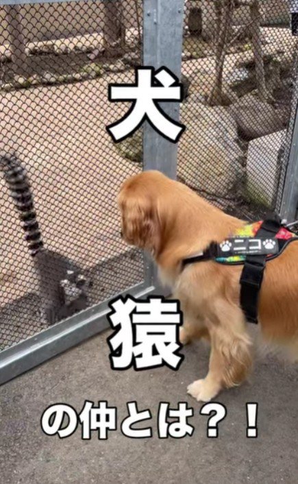 犬好きな猿さん！