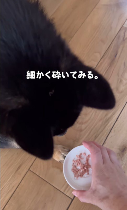 薬を飲まないうりくん4