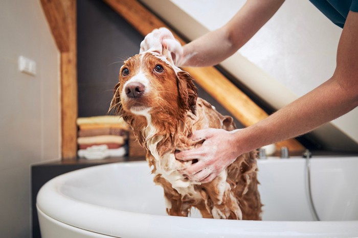 シャンプー中の犬