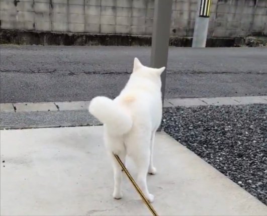 秋田犬