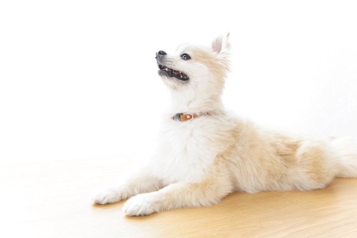 伏せて見上げながら口を開けている犬