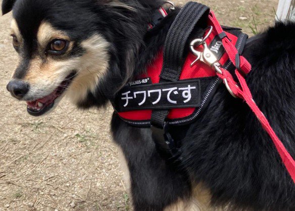 ちっちゃなチワワ…