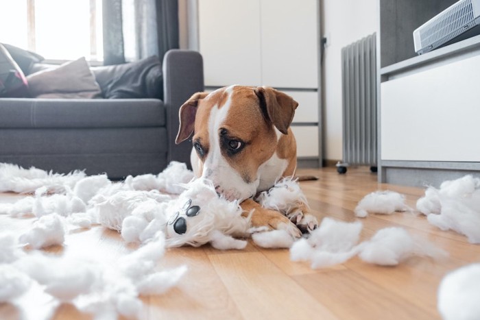 ぬいぐるみをボロボロにして散らかした犬