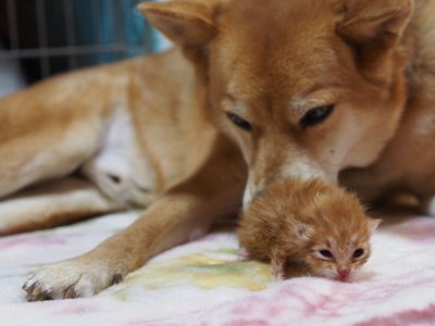 子猫を見守る犬