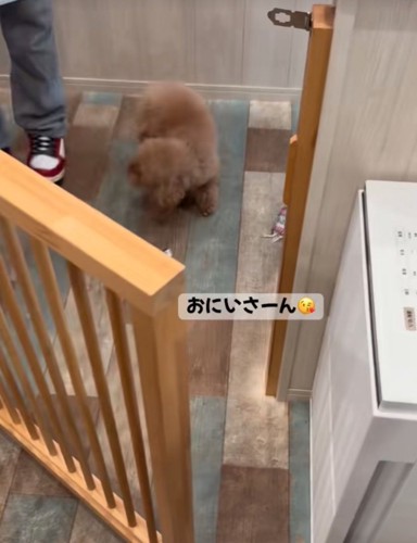 トリマーさんに近寄る犬