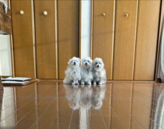 家族写真