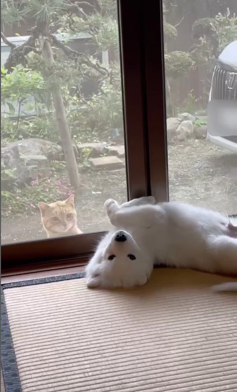 気づかれたくない猫ちゃん2