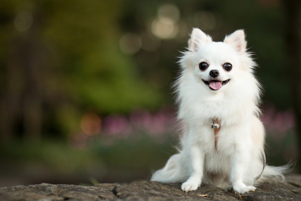 犬の歯