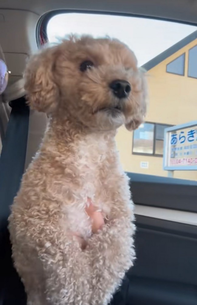 抱っこされる犬