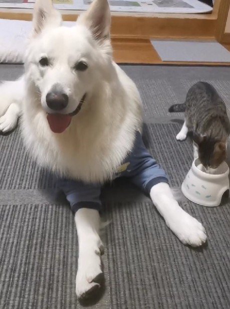 ご飯の見守りも任せて！